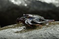 Big crab on stone at seashore Royalty Free Stock Photo