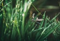 Large Crane Fly  Tipula maxima  in grass Royalty Free Stock Photo