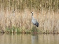 Big crane stands at the edge of a lake and cleans its plumage Royalty Free Stock Photo