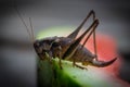 Big cricket in wild nature in Europe