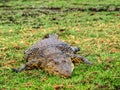 Big crocodile Royalty Free Stock Photo