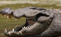 A big Crocodile close up