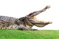 Big crocodile on green Royalty Free Stock Photo