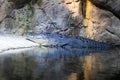 Big crocodile in green lake. crocodile is lying on the shore of the reservoir. Royalty Free Stock Photo