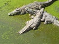 Big crocodile in green lake Royalty Free Stock Photo