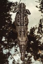 A big crocodile in a greenish lake in Corcovado, Costa Rica