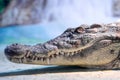 Crocodile head with toothy mouth and green eye closeup Royalty Free Stock Photo