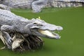 Big crocodile lies in Thailand river. Huge open jaws of an alligator, crocodile ready to strike.