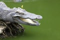 Big crocodile lies in Thailand river. Huge open jaws of an alligator, crocodile ready to strike.