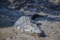 Big crocodile named 'Brutus' near the Adelaide River, Kakadu National Park, Darwin, Australia