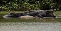 A big Crocodile resting