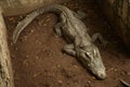 Big crocodile sleeping in Thailand