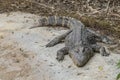 Big crocodile sleeps on the ground in the farm