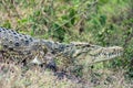 Big Crocodille laying on the river bank scouting for prey in kenya/africa.
