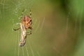 big cross spider has caught a wasp as prey in its spider web and is now spinning it in Royalty Free Stock Photo