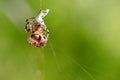 Big cross spider has caught a wasp as prey in its spider web and is now spinning it in Royalty Free Stock Photo