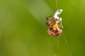 big cross spider has caught a wasp as prey in its spider web and is now spinning it in Royalty Free Stock Photo