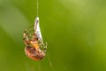 big cross spider has caught a wasp as prey in its spider web and is now spinning it in Royalty Free Stock Photo