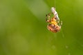 Big cross spider has caught a wasp as prey in its spider web and is now spinning it in Royalty Free Stock Photo