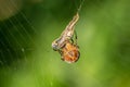 Big cross spider has caught a wasp as prey in its spider web and is now spinning it in Royalty Free Stock Photo