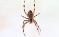 Big cross spider in a web close-up