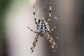 Big cross spider in a web close-up