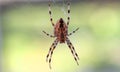 Big cross spider in a web close-up