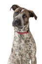 Big Crossbreed Dog Closeup Looking at Camera Royalty Free Stock Photo