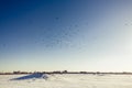 Huge crows flock persecution a Northern Goshawk