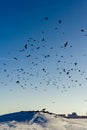 Huge crows flock persecution a Northern Goshawk