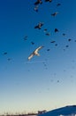 Huge crows flock persecution a Northern Goshawk