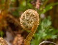 Big curly leaf of fern in forest, macro with shallow Royalty Free Stock Photo