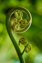 Big curly leaf of fern in forest Royalty Free Stock Photo