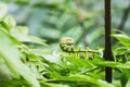 Big curly leaf of fern in forest Royalty Free Stock Photo