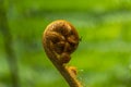 Big curly leaf of fern Royalty Free Stock Photo