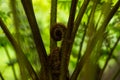 Big curly leaf of fern Royalty Free Stock Photo