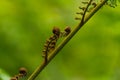 Big curly leaf of fern Royalty Free Stock Photo