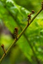 Big curly leaf of fern Royalty Free Stock Photo