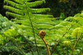 Big curly leaf of fern Royalty Free Stock Photo