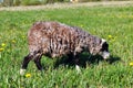 Big curly sheep walk around the field