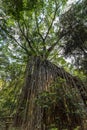 Big Curtain Fig Tree in the Rainforest of Atherton Tablelands, Yungaburra, Queensland, Australia