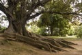 Huge roots of a large, old, evergreen, branched banyan tree in Sao Miguel, Azores, Portugal, Ponta Delgada, in the Royalty Free Stock Photo