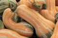 Big cushaw squash at market Royalty Free Stock Photo