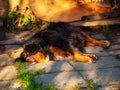 Big and cute bernese dog sleeping on a ground. Dappled sunlight. Siesta concept. Relaxing during warm heat hours in a shade of a