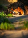 Big and cute bernese dog sleeping on a ground. Dappled sunlight. Siesta concept. Relaxing during warm heat hours in a shade of a