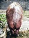 Hippo butt Royalty Free Stock Photo