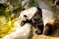 Big cute panda sleeps in zoo