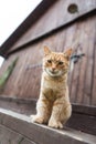 Big cute red cat looking at camera, sitting on the stairs on wooden barn background Royalty Free Stock Photo