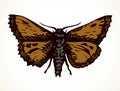 Night butterfly. Vector drawing icon Royalty Free Stock Photo