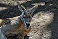 Big and cute wild red kangaroo looking in Sunshine Coast, Queensland Royalty Free Stock Photo